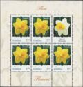 Daffodil (Narcissus pseudonarcissus)