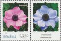 Anemone (Anemone coronaria)