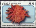 Spondylus aurantium
