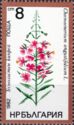 Fireweed or Rosebay Willowherb (Chamaenerium angustifolium)
