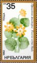 Lesser Celandine or Fig Buttercup (Ficaria verna)