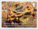 Mottled Lightfoot Crab (Grapsus albolineatus)