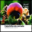 Cajuzinho-do-cerrado (Anacardium humile)