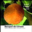 Bacupari-do-cerrado (Salacia crassifolia)