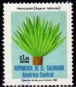 Agave (Agave letonae)