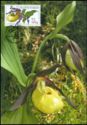 Nature Conservancy - orchids, Lady's Slipper