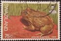 African bullfrog (Pyxicephalus adspersus)