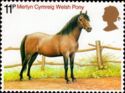 Merlyn Cymreig Welsh Pony (Equus ferus caballus)