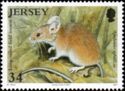 Long-tailed Field Mouse (Apodemus sylvaticus)