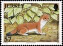 Stoat (Mustela erminea)