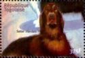 Irish setter