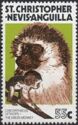 Green Monkey (Cercopithecus aethiops)