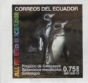 Galapagos penguin (Spheniscus mendiculus)