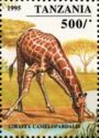 Giraffe (Giraffa camelopardalis)