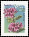 Tree Pelargonium (Pelargonium cucullatum), Ningizimu Afrika