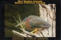 Green Heron (Butorides virescens)