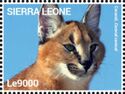 Caracal (Caracal caracal)
