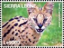Serval (Leptailurus serval)