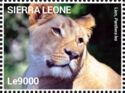 Lion (Panthera leo)