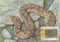 Turkish Javelin Sandboa (Eryx jaculus turcicus)