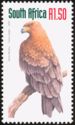 Tawny Eagle (Aquila rapax)