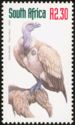Cape Vulture (Gyps coprotheres)