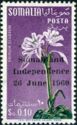 Grinum scabrum overprinted