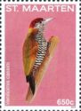 Golden-collared Woodpecker (Veniliornis cassini)