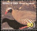 Philby's Partridge (Alectoris philbyi)