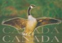Canada Goose (Branta canadensis)