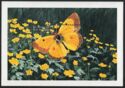 Orange sulphur (Colias eurytheme)