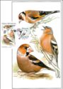 Finches family (Fringillidae)