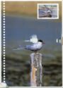 Arctic Tern