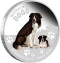 1 Dollar (Herding hound the English-Scottish Border Collie)