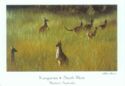Kangaroos