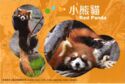 Red Panda (Ailurus fulgens)