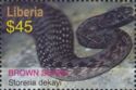 Common Brown Snake (Stoereria dekayi)