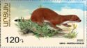Least Weasel (Mustela nivalis)