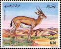Cuvier's Gazelle (Gazella cuvieri)