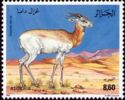 Dama Gazelle (Gazella dama)