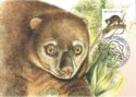 Sulawesi Bear Cuscus (Ailurops ursinus)