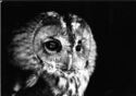 Owl in Mono