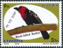 Black-billed Barbet (Lybius guifsobalito)
