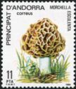 Morchella esculenta, (Common morel)