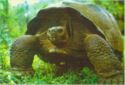 Galapagos Giant Tortoise – Geochelone elephantopus