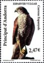 Sparrowhawk (Accipiter nisus)