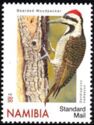 Bearded Woodpecker (Dendropicos namaquus)