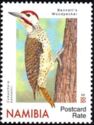 Bennett's Woodpecker (Campethera bennettii)