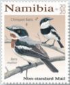 Chinspot Batis (Batis molitor)