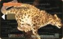 Animais Protegidos - Leopardo